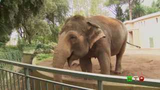 Bioparco di Roma  A tu per tu con la natura  Elefanti  wwwHTOtv [upl. by Anina]