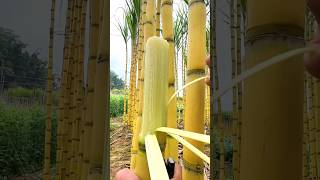 This sugarcane is very good for health  shortsvideo [upl. by Aecila]