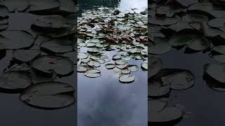 Lily pads and a Jordan 😆  lilypad pond water fountain park outdoors plants explore jordan [upl. by Ainak]