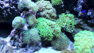 Keeping Frogspawn and Hammer Corals [upl. by Gilles]