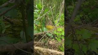 Pokeweedberry Phytolacca americana pokeberry pokeweed cvnka touchleaves buglife foraging bug [upl. by Nyliahs]