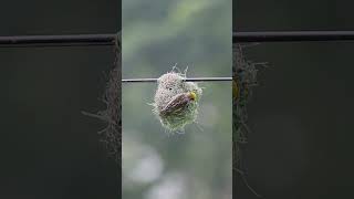 বাবুই পাখির বাসা তৈরি  Weaver bird nest  Baya Weaver making Nest  weaver bird wildlifecamera [upl. by Milissent]