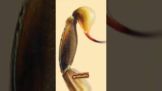 Whats the REAL Purpose of a Scorpions Stinger shorts science animalshorts [upl. by Burkhard798]