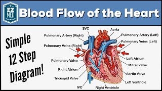 Blood Flow Through the Heart Made Easy  Cardiac Circulation Animation [upl. by Arman522]