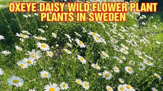 The Oxeye daisy wild plants  From our garden  Pilipina in Sweden [upl. by Haughay]