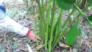 cultivo de cardamomo colombia parte 1 [upl. by Eirrehs]