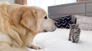 Golden Retriever Meets New Tiny Kitten for the First Time [upl. by Nanek71]