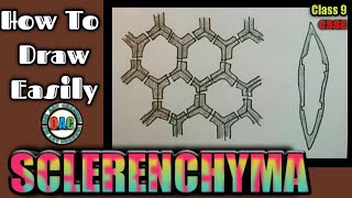 how to draw sclerenchymasclerenchyma diagramsclerenchyma drawingsclerenchyma diagram class 9 [upl. by Penrod]