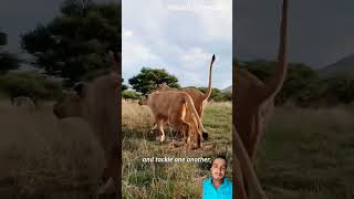 Lion playing lion attack animals safari lionking shortvideos youtube [upl. by Sula756]