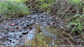 Immature male scarlet tanager in stream  PA Wildlife Cam 1 9102024 [upl. by Nyre]