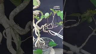 bahanan bonsai waru wayang split trunk dan ekspose root kelas kelinci percobaan bonsai bonsaimini [upl. by Hutchins69]