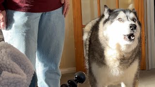 Caught My Husky Complaining About Me To My Mum [upl. by Eeldivad543]