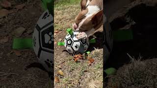 Heinz Wants the Dog Soccer Ball with Straps [upl. by Aicrag]