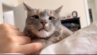 ASMR cat purring 🐱 lofi no talking [upl. by Anialram]