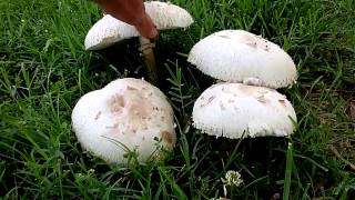 Green Spored LepiotaChlorophyllum molybydites  Green Gilled Parasol [upl. by Nehtanhoj672]