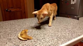 Oriental cat Vs banana [upl. by Donn]