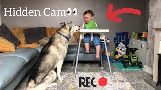 Baby amp Husky Work Together To Sneak Food Behind Dad’s Back HUSKY OBEDIENCE TEST EPIC FAIL [upl. by Banquer]