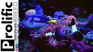 HOW TO MANAGE MARINE ICH ON BLUE TANGS [upl. by Yejus]