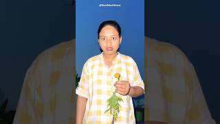 Part2 Ninni Aur Banana itni raat ko Tree Society me kya kar rahe hai 😱 [upl. by Fraya587]