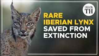 How the rare Iberian lynx was saved from extinction [upl. by Branca]