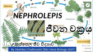 Life Cycle of Nephrolepis  Nephrolepis ජීවන චක්‍රය  AL biology lessons in sinhala [upl. by Lanuk232]