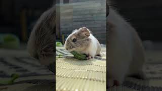 Silver agouti sheltie guinea pig 🙂 cavy guineapig guineapigs [upl. by Tarr]