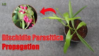 Dischidia parasitica propagation from cuttings [upl. by Annay331]