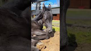 Friesian Foal 😍 horse friesian friesianhorse horsefarm foal friesianstallion [upl. by Violeta]