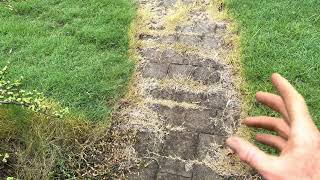 glyphosate vs glufosinate spraying weeds and grass in garden beds [upl. by Bow]