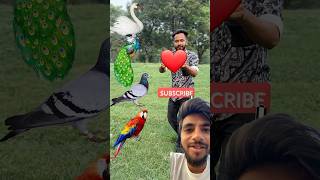 Rounding coconut to Duck Peacock Pigeonampamp Parrot  Birds names magic video shorts ytshorts [upl. by Nnyluqcaj359]