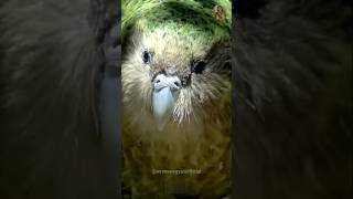 Worlds Largest Parrot  Kakapo Parrot shorts birds kakapo parrot shortvideo youtubeshorts [upl. by Zere621]