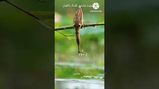 A fish hantinghanting birdsviral video shart video [upl. by Ahsekat]