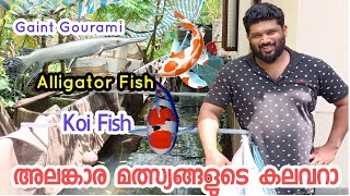 Ornamental fish farming malayalamOrnamental Fish farming in keralakoi fish farming malayalam [upl. by Helprin]