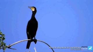 Momenti Casalbeltrame Cormorano [upl. by Nylahsoj]