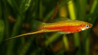 Xiphophorus hellerii quotYucatanquot Günter Daul 1975  Wild Swordtail breeding colony ᴴᴰ [upl. by Greene130]