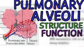 Pulmonary Alveolus  Alveoli of the Lungs  Explained in 5 minutes [upl. by Seyler]