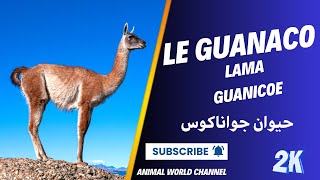 Le Guanaco  Le Trésor des Andes [upl. by Atilamrac]