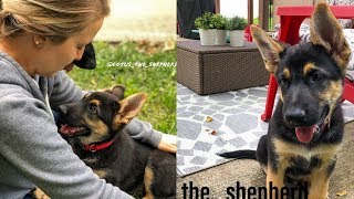 Surprise New German Shepherd Puppy Meet Lotus 10 Week Old GSD Pup Enters Our Life [upl. by Rolyat666]