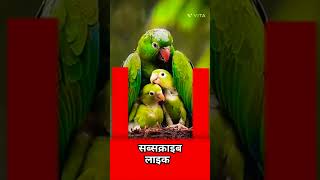 Comment and subscribe pakshi song music hindi lovesong [upl. by Melnick204]