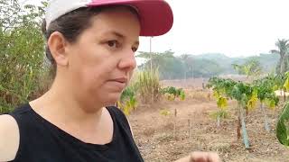 abandonamos o plantiu de mamãoalguns dias no sitio Serra Dourada desmanchando as irrigação [upl. by Oflodor]