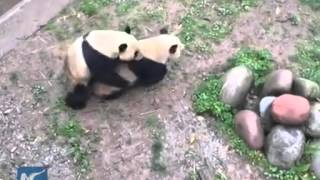 How giant pandas overcome difficulties to mate [upl. by Martreb]