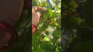 Harsingar plant Care tips and tricks shortsfeed harsingar garden ytshorts care tips tricks [upl. by Llenel990]