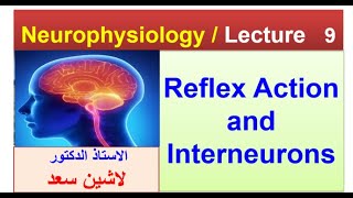 Reflex action and interneuronslASHIN دلاشين [upl. by Bennir]