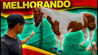 Nosso Cavalo Paint Horse tá melhorando [upl. by Ladonna]