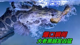 近20公分長的大泥鰍，放在這種黑魚面前，簡直是弱爆了 [upl. by Dreeda]