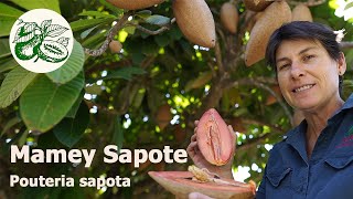 Mamey Sapote Pouteria sapota A striking tropical fruit tree that produces delicious sweet fruits [upl. by Aneed]