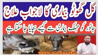 Gal Ghoto Ka Ilaj lGal Ghotu l Heamorrhagic Septicaemia Disease Treatment In Cows And Buffaoles [upl. by Gupta]