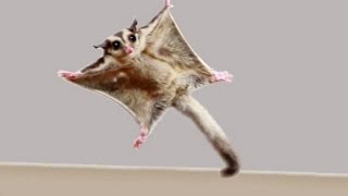 ★TOP 10 Sugar Glider Flights★ [upl. by Mumford]