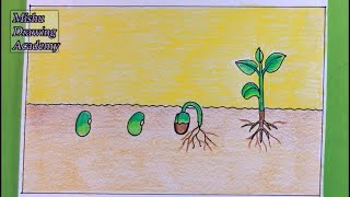 How TO Draw Seed Germination DrawingPlant Germination Drawing Easy [upl. by Lj]