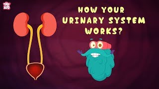 How Your Urinary System Works  The Dr Binocs Show  Best Learning Videos For Kids  Peekaboo Kidz [upl. by Crompton]